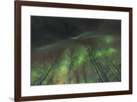 Aurora borealis, northern lights, near Fairbanks, Alaska-Stuart Westmorland-Framed Premium Photographic Print