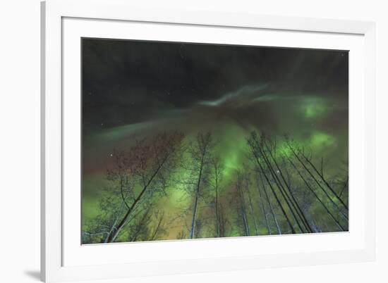 Aurora borealis, northern lights, near Fairbanks, Alaska-Stuart Westmorland-Framed Premium Photographic Print