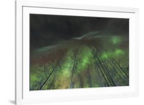 Aurora borealis, northern lights, near Fairbanks, Alaska-Stuart Westmorland-Framed Premium Photographic Print