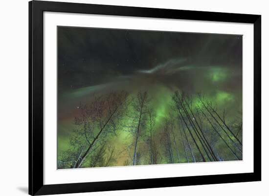 Aurora borealis, northern lights, near Fairbanks, Alaska-Stuart Westmorland-Framed Premium Photographic Print