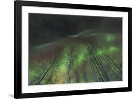 Aurora borealis, northern lights, near Fairbanks, Alaska-Stuart Westmorland-Framed Premium Photographic Print