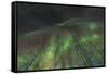 Aurora borealis, northern lights, near Fairbanks, Alaska-Stuart Westmorland-Framed Stretched Canvas