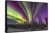 Aurora borealis, northern lights, near Fairbanks, Alaska-Stuart Westmorland-Framed Stretched Canvas