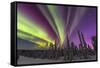 Aurora borealis, northern lights, near Fairbanks, Alaska-Stuart Westmorland-Framed Stretched Canvas