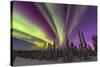 Aurora borealis, northern lights, near Fairbanks, Alaska-Stuart Westmorland-Stretched Canvas