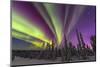 Aurora borealis, northern lights, near Fairbanks, Alaska-Stuart Westmorland-Mounted Premium Photographic Print