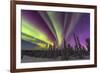 Aurora borealis, northern lights, near Fairbanks, Alaska-Stuart Westmorland-Framed Photographic Print