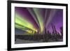 Aurora borealis, northern lights, near Fairbanks, Alaska-Stuart Westmorland-Framed Photographic Print