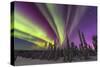 Aurora borealis, northern lights, near Fairbanks, Alaska-Stuart Westmorland-Stretched Canvas