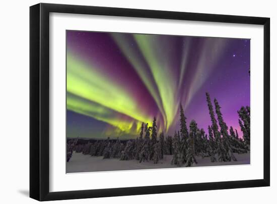 Aurora borealis, northern lights, near Fairbanks, Alaska-Stuart Westmorland-Framed Photographic Print