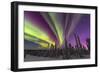 Aurora borealis, northern lights, near Fairbanks, Alaska-Stuart Westmorland-Framed Photographic Print