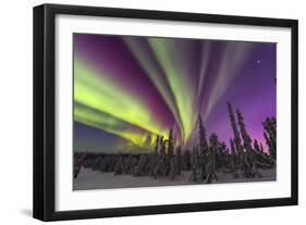 Aurora borealis, northern lights, near Fairbanks, Alaska-Stuart Westmorland-Framed Photographic Print