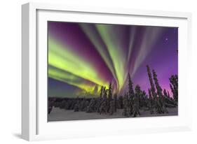 Aurora borealis, northern lights, near Fairbanks, Alaska-Stuart Westmorland-Framed Photographic Print