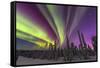 Aurora borealis, northern lights, near Fairbanks, Alaska-Stuart Westmorland-Framed Stretched Canvas