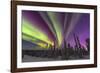 Aurora borealis, northern lights, near Fairbanks, Alaska-Stuart Westmorland-Framed Photographic Print