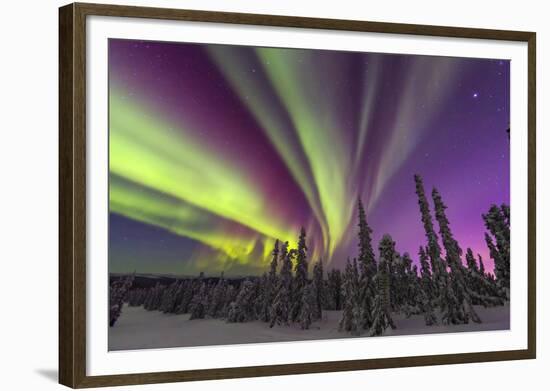 Aurora borealis, northern lights, near Fairbanks, Alaska-Stuart Westmorland-Framed Photographic Print