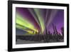 Aurora borealis, northern lights, near Fairbanks, Alaska-Stuart Westmorland-Framed Photographic Print