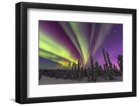 Aurora borealis, northern lights, near Fairbanks, Alaska-Stuart Westmorland-Framed Photographic Print