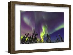 Aurora borealis, Northern Lights, near Fairbanks, Alaska-Stuart Westmorland-Framed Photographic Print