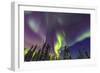 Aurora borealis, Northern Lights, near Fairbanks, Alaska-Stuart Westmorland-Framed Photographic Print