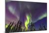 Aurora borealis, Northern Lights, near Fairbanks, Alaska-Stuart Westmorland-Mounted Photographic Print