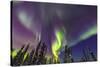 Aurora borealis, Northern Lights, near Fairbanks, Alaska-Stuart Westmorland-Stretched Canvas