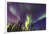 Aurora borealis, Northern Lights, near Fairbanks, Alaska-Stuart Westmorland-Framed Photographic Print