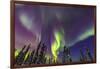 Aurora borealis, Northern Lights, near Fairbanks, Alaska-Stuart Westmorland-Framed Photographic Print