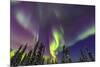 Aurora borealis, Northern Lights, near Fairbanks, Alaska-Stuart Westmorland-Mounted Photographic Print