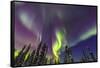 Aurora borealis, Northern Lights, near Fairbanks, Alaska-Stuart Westmorland-Framed Stretched Canvas