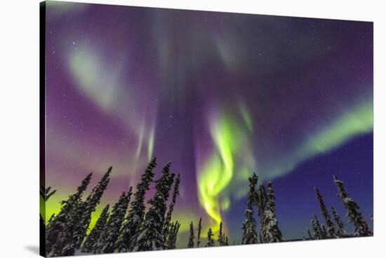 Aurora borealis, Northern Lights, near Fairbanks, Alaska-Stuart Westmorland-Stretched Canvas