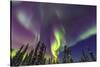 Aurora borealis, Northern Lights, near Fairbanks, Alaska-Stuart Westmorland-Stretched Canvas