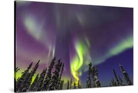 Aurora borealis, Northern Lights, near Fairbanks, Alaska-Stuart Westmorland-Stretched Canvas