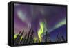 Aurora borealis, Northern Lights, near Fairbanks, Alaska-Stuart Westmorland-Framed Stretched Canvas