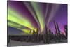 Aurora borealis, northern lights, near Fairbanks, Alaska-Stuart Westmorland-Stretched Canvas