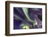 Aurora borealis, Northern Lights, near Fairbanks, Alaska-Stuart Westmorland-Framed Photographic Print