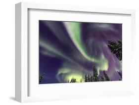 Aurora borealis, Northern Lights, near Fairbanks, Alaska-Stuart Westmorland-Framed Photographic Print