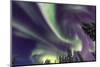 Aurora borealis, Northern Lights, near Fairbanks, Alaska-Stuart Westmorland-Mounted Photographic Print