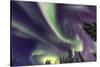 Aurora borealis, Northern Lights, near Fairbanks, Alaska-Stuart Westmorland-Stretched Canvas