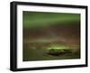 Aurora Borealis, Northern Lights, Troms Region, Norway-Gavin Hellier-Framed Photographic Print