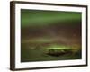 Aurora Borealis, Northern Lights, Troms Region, Norway-Gavin Hellier-Framed Photographic Print