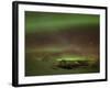 Aurora Borealis, Northern Lights, Troms Region, Norway-Gavin Hellier-Framed Photographic Print