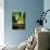 Aurora Borealis, Northern Lights, Troms Region, Norway-Gavin Hellier-Photographic Print displayed on a wall