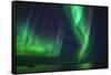 Aurora Borealis or Northern Lights, Iceland-Arctic-Images-Framed Stretched Canvas
