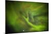 Aurora Borealis or Northern Lights, Lapland, Sweden-Arctic-Images-Mounted Photographic Print