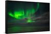 Aurora Borealis or Northern Lights, Reykjavik, Iceland-null-Framed Stretched Canvas