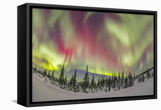 Aurora Borealis over Churchill, Manitoba, Canada-Stocktrek Images-Framed Stretched Canvas