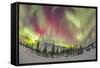 Aurora Borealis over Churchill, Manitoba, Canada-Stocktrek Images-Framed Stretched Canvas