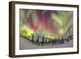 Aurora Borealis over Churchill, Manitoba, Canada-Stocktrek Images-Framed Photographic Print