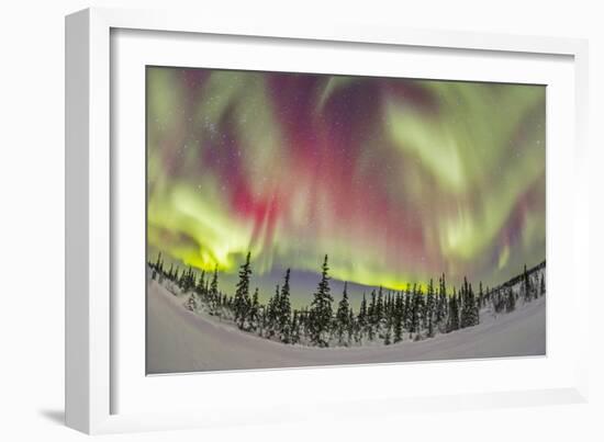 Aurora Borealis over Churchill, Manitoba, Canada-Stocktrek Images-Framed Photographic Print